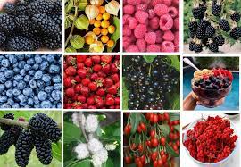 Mix Wild Berry Fruit Seeds for Planting – Heirloom Non-GMO High Germination Organic Garden Seeds