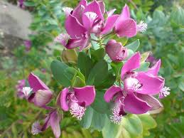 Pink Polygala Flower Seeds – Seeds for Planting, Heirloom, Non-GMO, High Germination Organic Garden Seeds