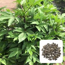 Green Roselle Seeds for Planting – Heirloom, Non-GMO, High Germination Organic Garden Seeds