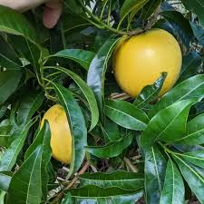 Yellow Abiu Seeds for Planting Heirloom Non-GMO High Germination Organic Garden Seeds