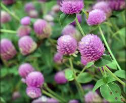 Gomphrena Flower Seeds Pink – Heirloom, Non-GMO, High Germination Seeds