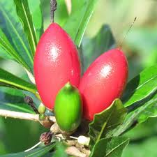 Miracle Berry Fruit Seeds for Planting – Heirloom Non-GMO High Germination Organic Garden Seeds for Sweet Flavor-Changing Fruit Plants