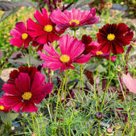 Red Cosmos Flower Seeds for Planting – Heirloom Non-GMO High Germination Seeds