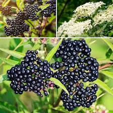 Elderberry Fruit Seeds for Planting – Heirloom Non-GMO High Germination Organic Garden Seeds for Juices &amp; Syrups
