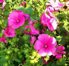 Rosa Lavatera-Blumensamen – Alte Sorte, gentechnikfrei, hohe Keimfähigkeit, Bio-Gartensamen zum Pflanzen