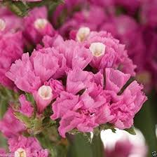 Rosa Statice Blumensamen – Alte Sorte, gentechnikfrei, keimstark, Bio-Gartensamen