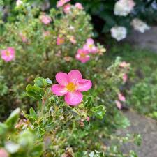 Rosa Fingerkraut Blumensamen – Alte Sorte, gentechnikfrei, hohe Keimfähigkeit, Bio-Gartensamen zum Pflanzen