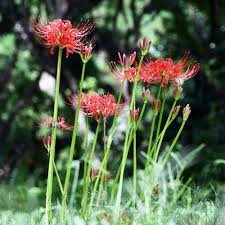 Red Lycoris Radiata Flower Seeds Heirloom Non-GMO High Germination Organic Garden Seeds for Planting
