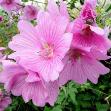 Pink Lavatera Rosea Flower Seeds for Planting – Heirloom Non-GMO High Germination Organic Garden Seeds