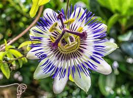 Purple White Passion Flower Seeds Heirloom Non-GMO High Germination Organic Garden Seeds for Planting