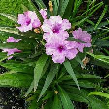 Pink Ruellia Tuberosa Flower Seeds Heirloom Non-GMO High Germination Organic Garden Seeds for Planting
