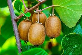 Green Kiwi Berry Seeds for Planting – Heirloom Non-GMO High Germination Organic Garden Seeds