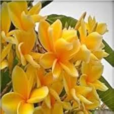Plumeria Flower Seeds Yellow – Heirloom, Non-GMO, High Germination Organic Garden Seeds for Planting Seeds for Planting