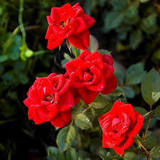 Red Mini Rose Flower Seeds for Planting – Heirloom Non-GMO High Germination Organic Garden Seeds