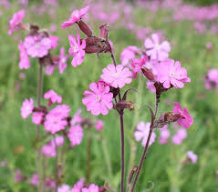 Semillas de Flor Silene Rosada – Cimera, No-OMG, Alta Germinación, Semillas Orgánicas de Jardín para Sembrar