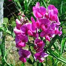 Purple Lathyrus Odoratus Flower Seeds Heirloom Non-GMO High Germination Organic Garden Seeds for Planting