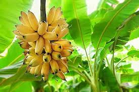 Manzano Apple Banana Fruit Seeds for Planting Heirloom Non-GMO High Germination Organic Garden Seeds