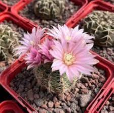 Pink Gymnocalycium Flower Seeds – Heirloom, Non-GMO High Germination Seeds for Planting | Organic Garden Seeds