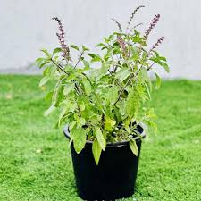 Green Holy Basil Plant Seeds Heirloom Non-GMO High Germination Organic Garden Seeds for Planting