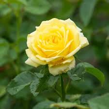 Yellow Rosa Rugosa Flower Seeds for Planting – Heirloom, Non-GMO, High Germination Organic Garden Seeds