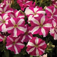 Pink Petunia Flower Seeds – Heirloom Non-GMO High Germination Organic Garden Seeds for Planting