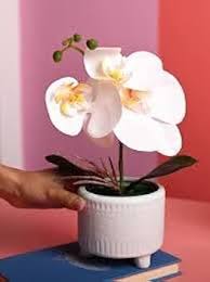 Phalaenopsis Orchids Flower Seeds for Planting – Heirloom, Non-GMO, High Germination Organic Garden Seeds
