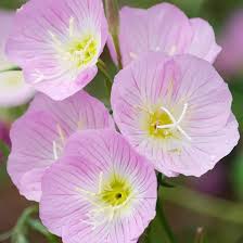 Pink Oenothera Rosea Flower Seeds for Planting – Heirloom Non-GMO High Germination Organic Garden Seeds