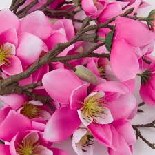 Magnolia Yulan Flower Seeds – Heirloom Non-GMO Organic Garden Seeds for Planting