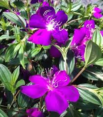 Tibouchina Granulosa Flower Seeds Heirloom Non-GMO High Germination Organic Garden Seeds