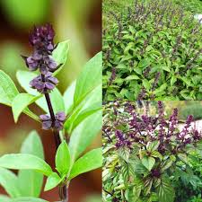 Semillas de Albahaca Mixta Herencia No OGM Alta Germinación Semillas de Jardín Orgánicas para Sembrar
