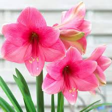 Semillas de flores de amarilis rosa – Semillas de jardín orgánicas, de reliquia, sin OMG, de alta germinación para plantar
