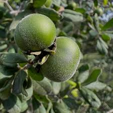 Texas Persimmons (Diospyros texana) Fruit Tree Seeds for Planting – Heirloom Non-GMO High Germination Organic Garden Seeds
