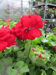 Red Climbing Geranium Flower Seeds – Heirloom Non-GMO High Germination Organic Garden Seeds for Planting