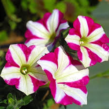 Pink White Tritunia Flower Seeds Heirloom Non-GMO High Germination Organic Garden Seeds for Planting