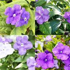 Purple Brunfelsia Pauciflora Flower Seeds for Planting Heirloom Non-GMO High Germination Organic Garden Seeds