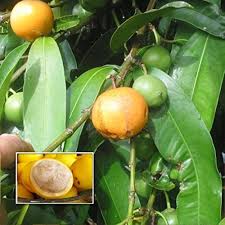 Yellow Mangosteen Seeds Heirloom Non-GMO High Germination Organic Garden Seeds for Planting