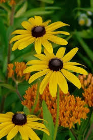 Semillas de flor Rudbeckia rojas para plantar – Ecológicas, no modificadas genéticamente, de alta germinación, para jardín