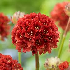 Red Pseudarmeria Flower Seeds Heirloom Non-GMO High Germination Organic Garden Seeds for Planting