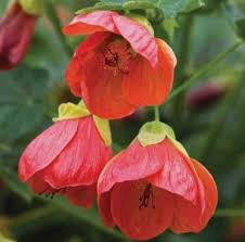 Red Lantern Flower Seeds – Heirloom, Non-GMO, High Germination Organic Garden Seeds for Planting