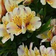 White Yellow Alstroemeria Flower Seeds – Heirloom, Non-GMO, High Germination