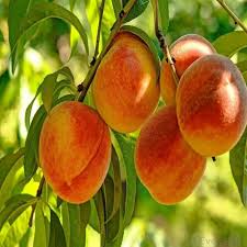 Arctic Supreme Peach Fruit Seeds for Planting – Pack for Sweet, Juicy Peaches, Heirloom &amp; Non-GMO Seeds for Home Garden High Germination Organic Garden Seeds