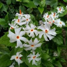 White Harsingar Flower Seeds Heirloom Non-GMO High Germination Organic Garden Seeds for Planting