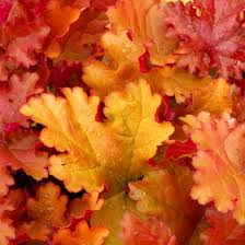 Heuchera Plant Seeds Orange – Heirloom Non-GMO High Germination Organic Garden Seeds for Planting