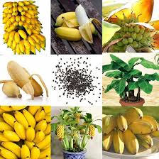 Mixed Banana Seeds – Heirloom, Non-GMO, High Germination Organic Garden
