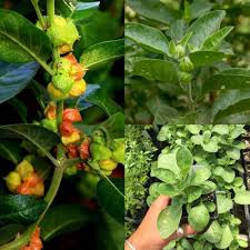 Ashwagandha Withania Somnifera For Planting Seeds – Non-GMO Heirloom High Germination Organic Garden Seeds for Herbal Wellness