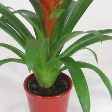 Semillas de flor de bromelia roja, reliquia, sin OMG, alta germinación, semillas de jardín orgánicas para plantar