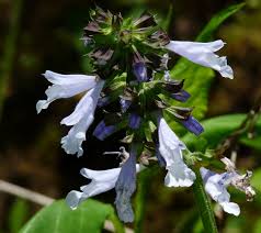 Salvia Lyrata Flower Seeds – Heirloom Non-GMO High Germination Organic Garden Seeds