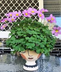 Pink Oxalis Violacea Flower Seeds – Heirloom Non-GMO High Germination Organic Garden Seeds