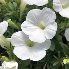 White Hanging Petunia Flower Seeds for Planting Heirloom Non-GMO High Germination Organic Garden Seeds
