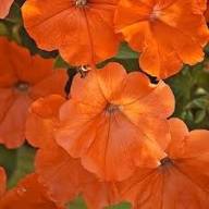 Giant Petunia Flower Seeds Orange – Heirloom, Non-GMO, High Germination Seeds